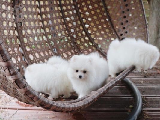 PoulaTo: pomeranian